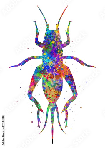 Cricket Animal watercolor  abstract painting. Watercolor illustration rainbow  colorful  decoration wall art.