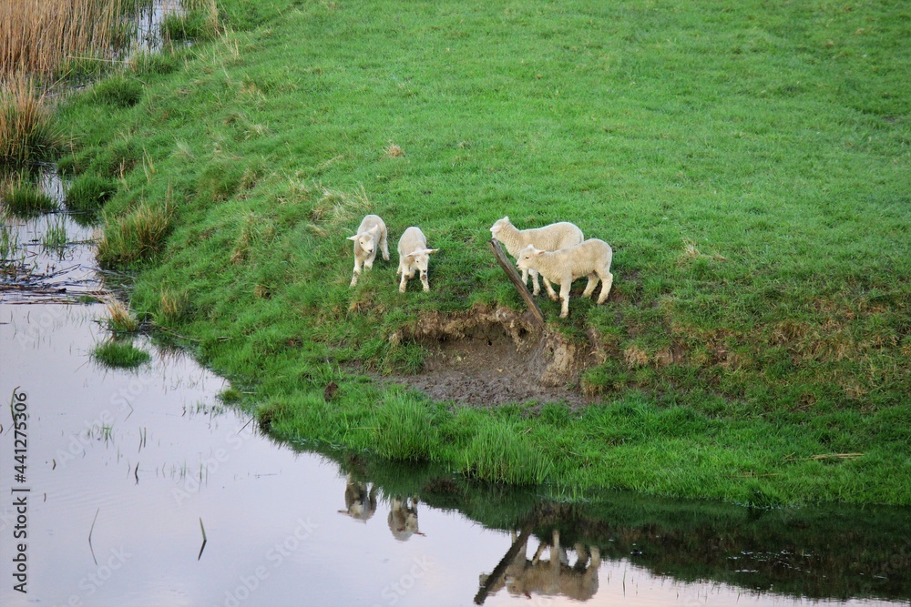 Fototapeta premium Herd of sheep on the meadow next to the river