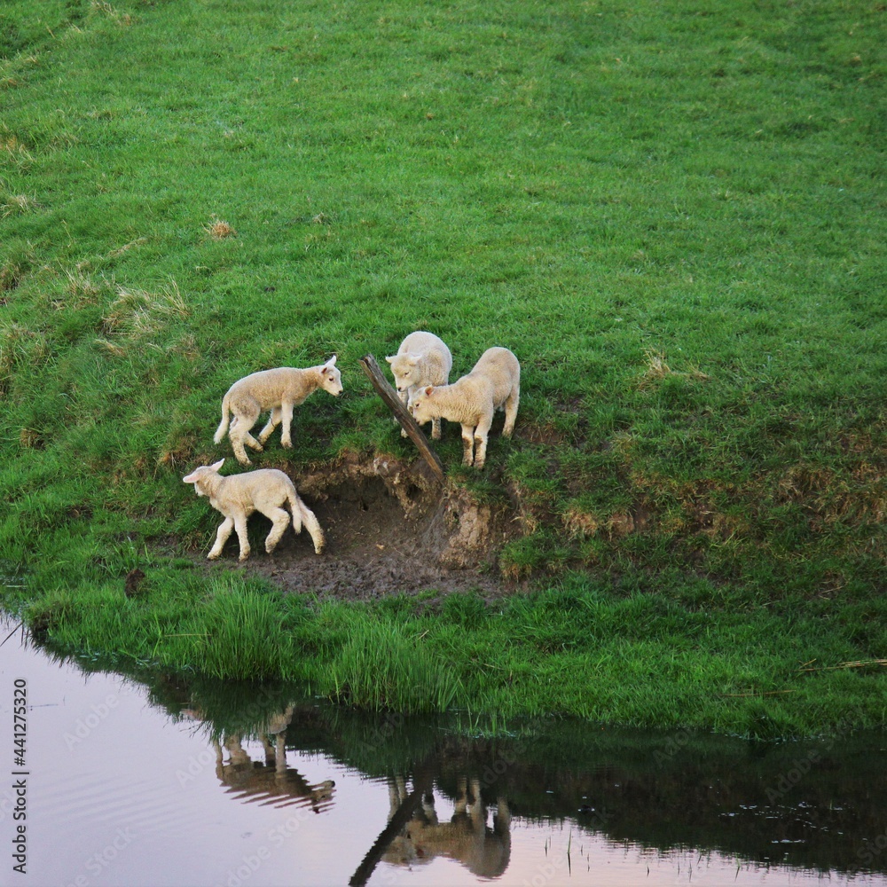 Fototapeta premium Herd of sheep on the meadow next to the river