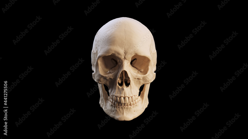 White Bone Human Female Skull With Teeth and Black Background Medical Anatomical and Jaw Bone 3d illustration render White Bone Human Female Skull With Teeth and Black Background Medical Anatomical and Jaw Bone 3d illustration render