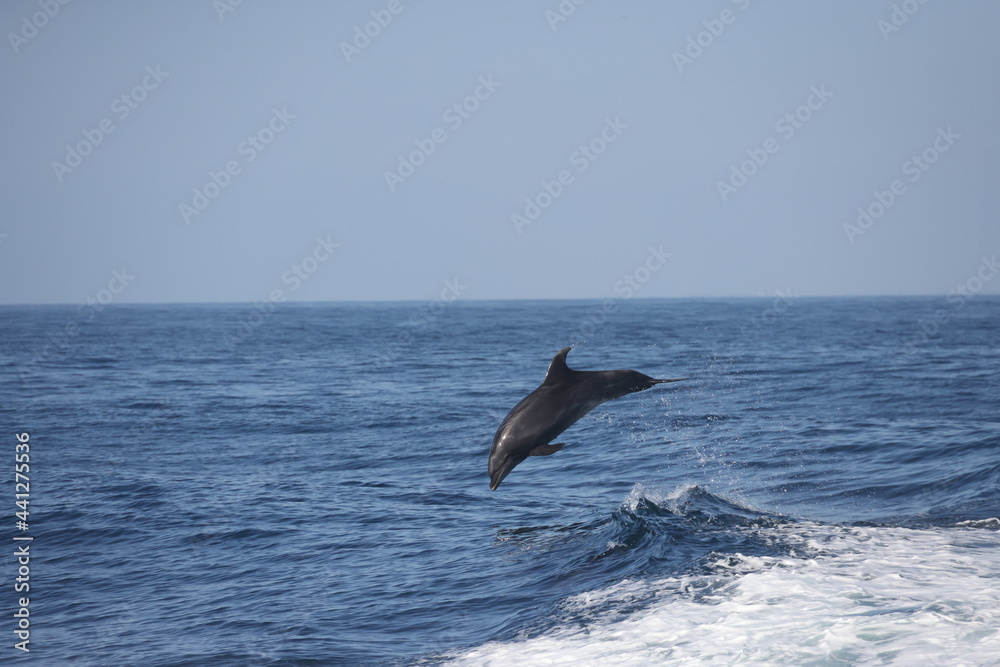 Fototapeta premium bottlenose dolphin jumping 