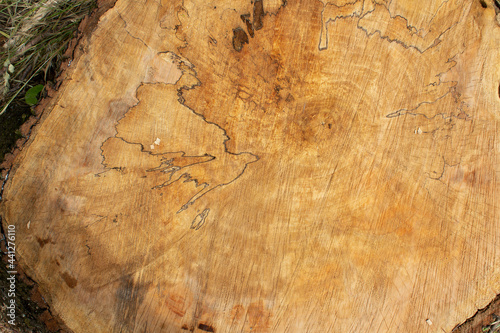 Abstact lines of wooden texture of sawn forest tree 