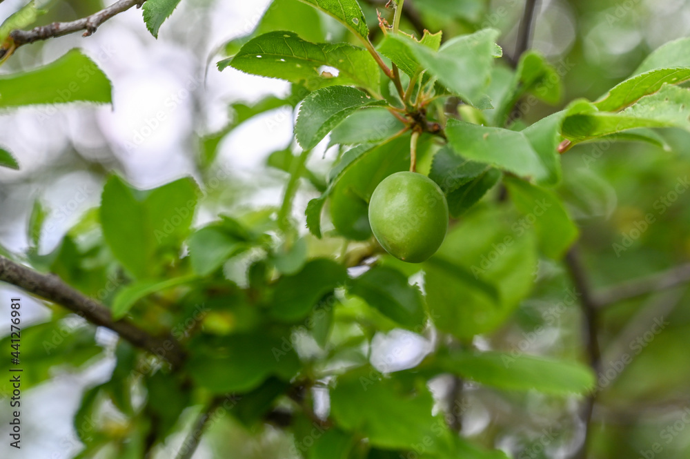 Cherry plum. Unripe fruit on tree in orchard. Green myrobalan plum. Prunus cerasifera. Cherry plum. Unripe fruit on tree in orchard. Green myrobalan plum. Prunus cerasifera.