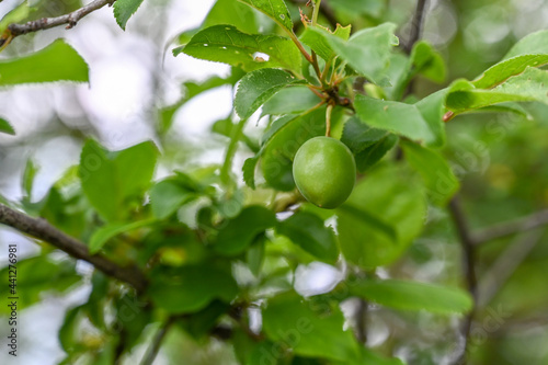 Cherry plum. Unripe fruit on tree in orchard. Green myrobalan plum. Prunus cerasifera.