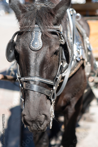 close up of horse head © Daniel