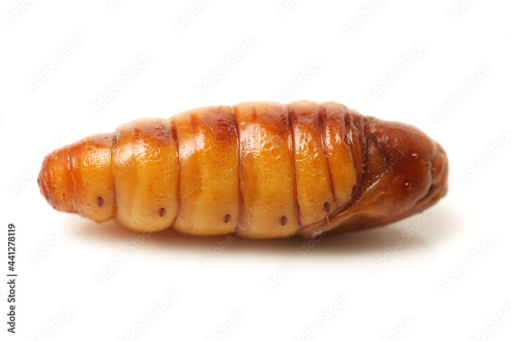 Silkworm pupae on white background Silkworm pupae on white background
