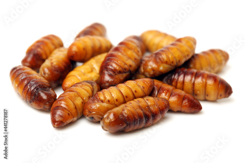 Silkworm pupae on white background photo