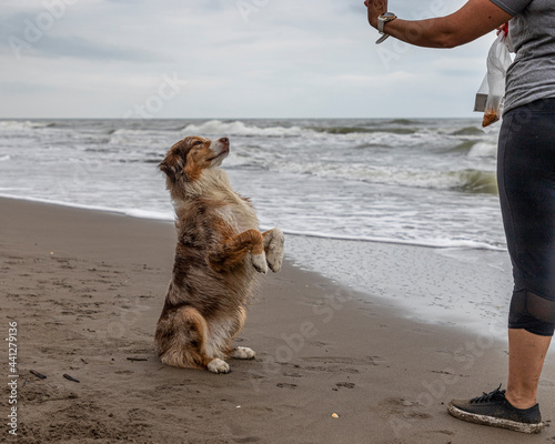 young Australian shepherd dog sitting pretty beside the ocean