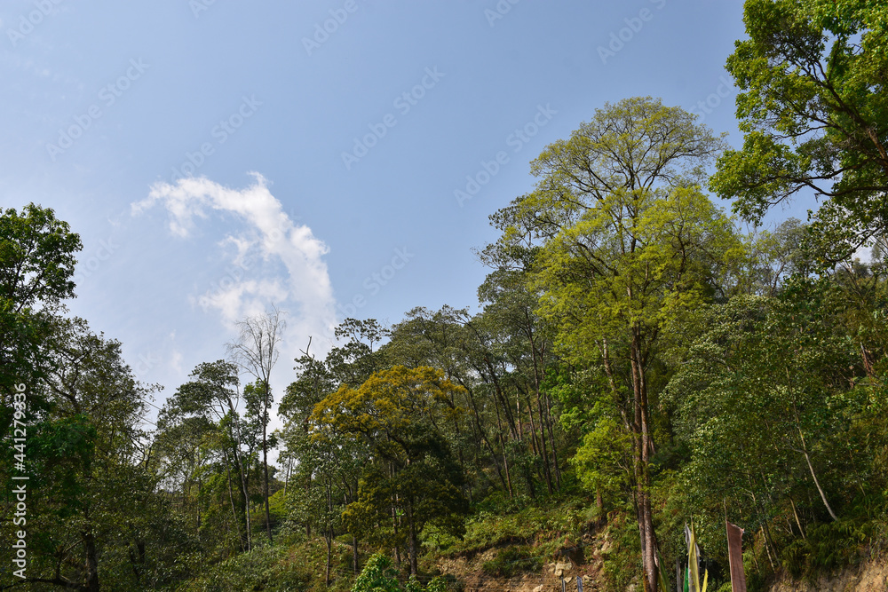 Tall green trees with blue cloudy sky in himalayan forest.