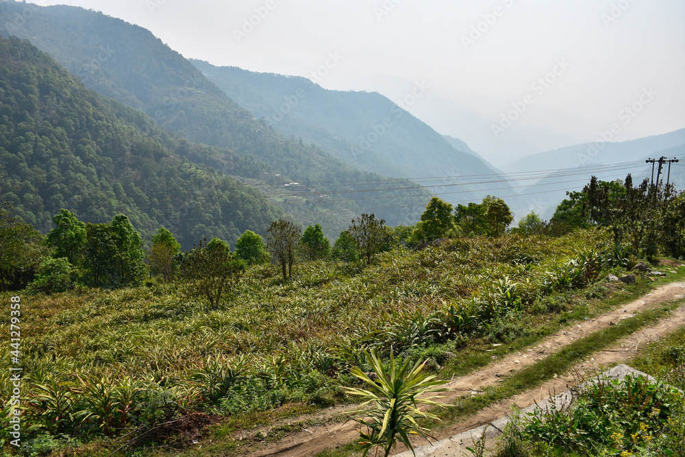 Remote village with Cultivation of black cardamom.