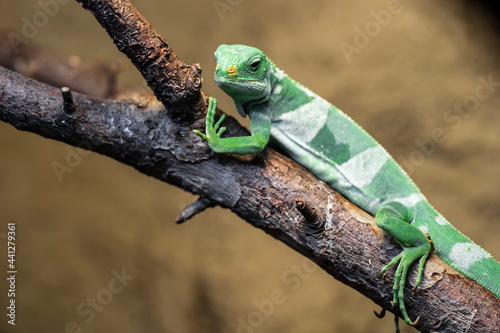 The Lau banded iguana (Brachylophus fasciatus) is an arboreal species of lizard endemic to the Lau Islands of the eastern part of the Fijian archipelago. It is also found in Tonga.