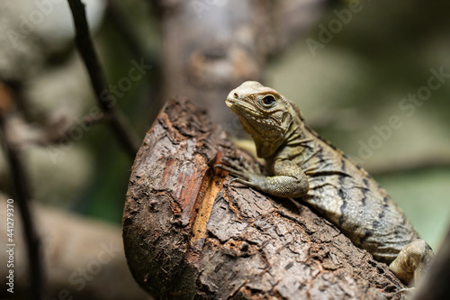 The Cuban rock iguana (Cyclura nubila), also known as the Cuban ground iguana or Cuban iguana,[2] is a species of lizard of the iguana family. It is the second largest of the West Indian rock iguanas.