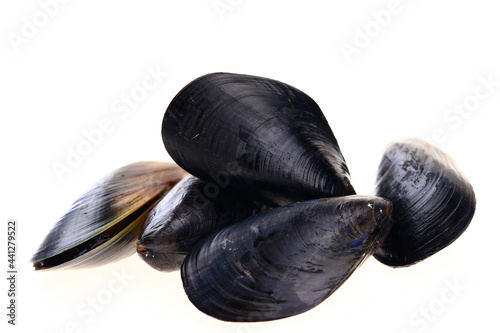 Mussels on a white background
