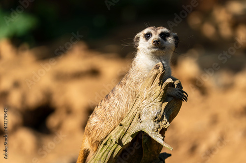 Obraz na płótnie The meerkat (Suricata suricatta) or suricate is a small mongoose found in southern Africa