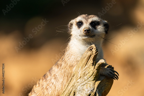 The meerkat (Suricata suricatta) or suricate is a small mongoose found in southern Africa. It is characterised by a broad head, large eyes, a pointed snout, long legs and a thin tapering tail. photo