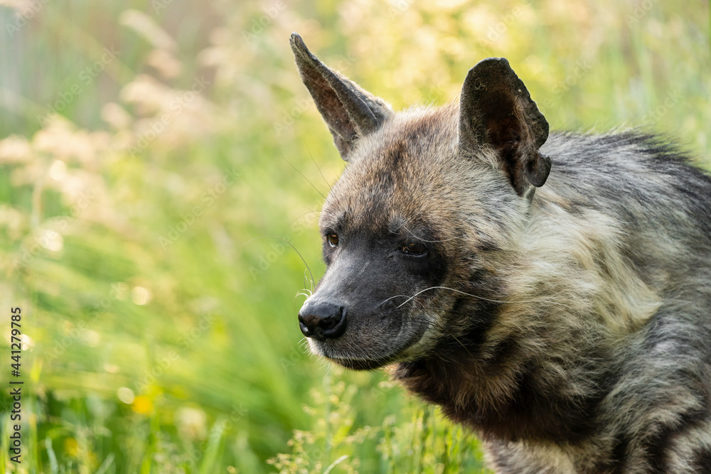 The striped hyena is a species of hyena native to North and East Africa, the Middle East, the Caucasus, Central Asia and the Indian subcontinent. It is listed by the IUCN as near-threatened. The striped hyena is a species of hyena native to North and East Africa, the Middle East, the Caucasus, Central Asia and the Indian subcontinent. It is listed by the IUCN as near-threatened.