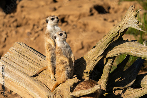 The meerkat (Suricata suricatta) or suricate is a small mongoose found in southern Africa. It is characterised by a broad head, large eyes, a pointed snout, long legs and a thin tapering tail.