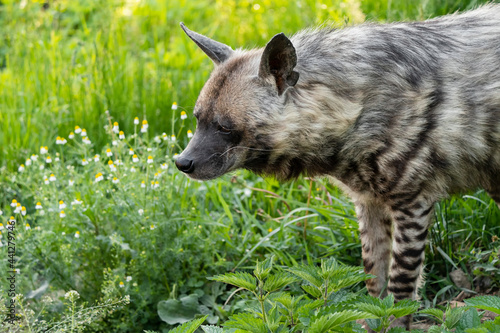 The striped hyena is a species of hyena native to North and East Africa  the Middle East  the Caucasus  Central Asia and the Indian subcontinent. It is listed by the IUCN as near-threatened.