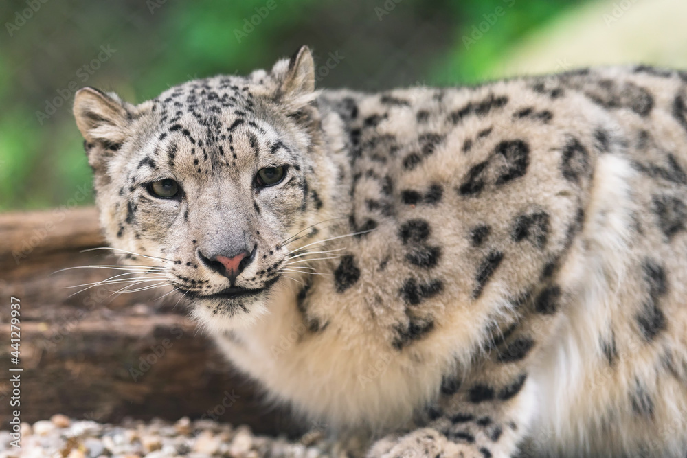 The snow leopard (Panthera uncia), also known as the ounce, is a felid in the genus Panthera native to the mountain ranges of Central and South Asia. It is listed as Vulnerable on the IUCN Red List. The snow leopard (Panthera uncia), also known as the ounce, is a felid in the genus Panthera native to the mountain ranges of Central and South Asia. It is listed as Vulnerable on the IUCN Red List.