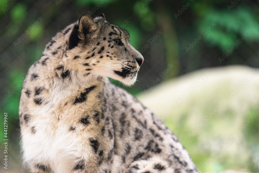 The snow leopard (Panthera uncia), also known as the ounce, is a felid in the genus Panthera native to the mountain ranges of Central and South Asia. It is listed as Vulnerable on the IUCN Red List. The snow leopard (Panthera uncia), also known as the ounce, is a felid in the genus Panthera native to the mountain ranges of Central and South Asia. It is listed as Vulnerable on the IUCN Red List.