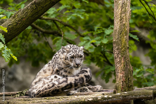 The snow leopard  Panthera uncia   also known as the ounce  is a felid in the genus Panthera native to the mountain ranges of Central and South Asia. It is listed as Vulnerable on the IUCN Red List.