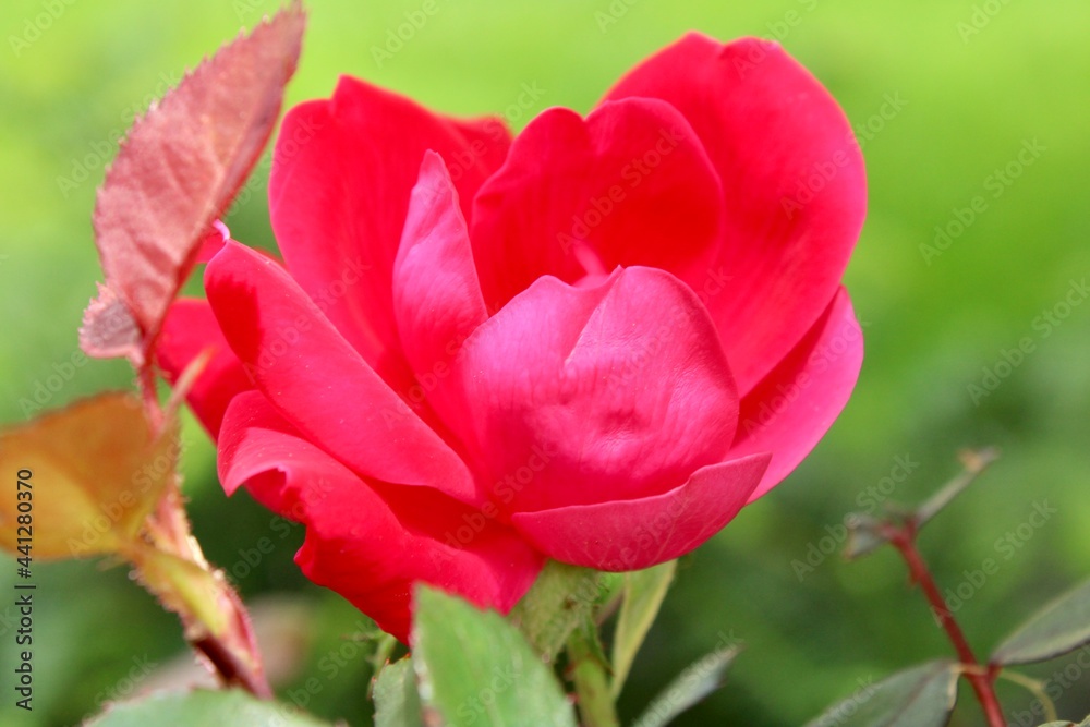 Red Rose in the garden 
