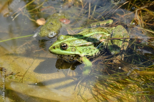 green frog in the river