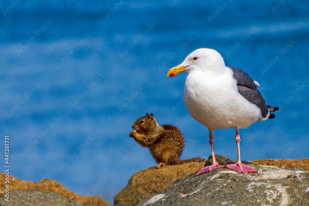 Seagull and squirrel side by side
Seagull and squirrel side by side