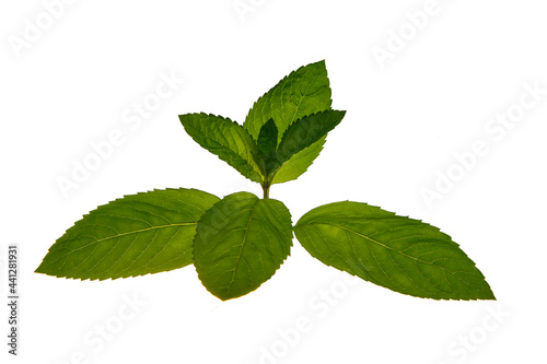 Fresh mint leaves, green plants