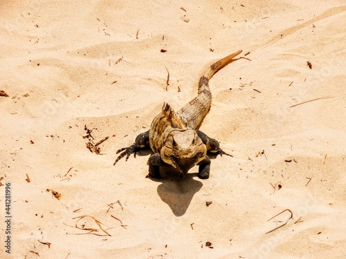 Iguana rayada en una playa de Cancún photo