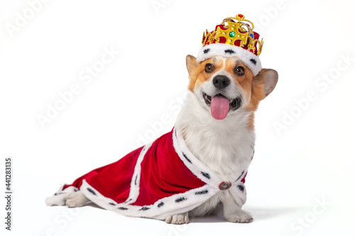 Adorable small Pembroke Welsh Corgi wearing red royal cape and crown with colorful fake gems sits on white background closeup photo