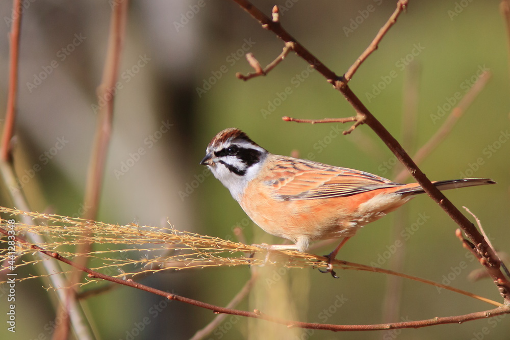 Fototapeta premium Migratory bird, Bunting ホオジロ 