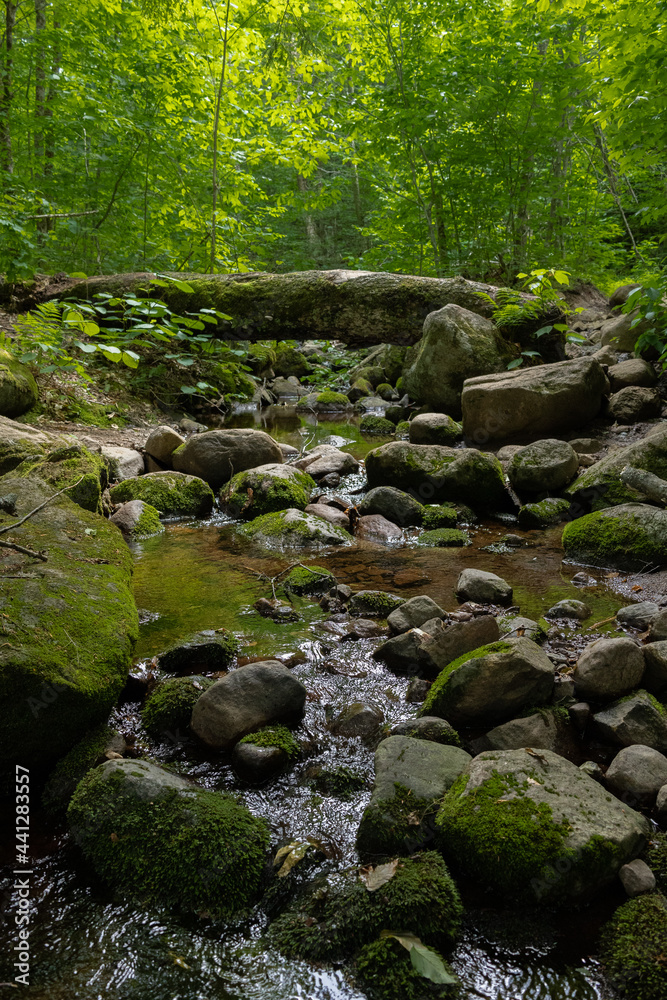 Stream flowing through Snowy Mountain Trail Stream flowing through Snowy Mountain Trail