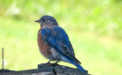 eastern bluebird