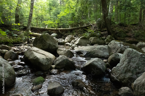 Wallpaper Mural stream in the forest Torontodigital.ca