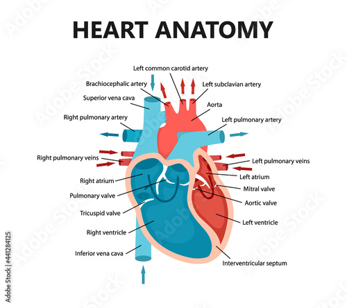 Diagram of heart blood flow close-up. Cardiology concept. Educational diagram with human heart cross-section.