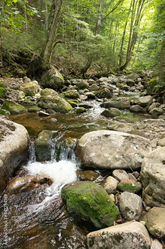 stream in the forest