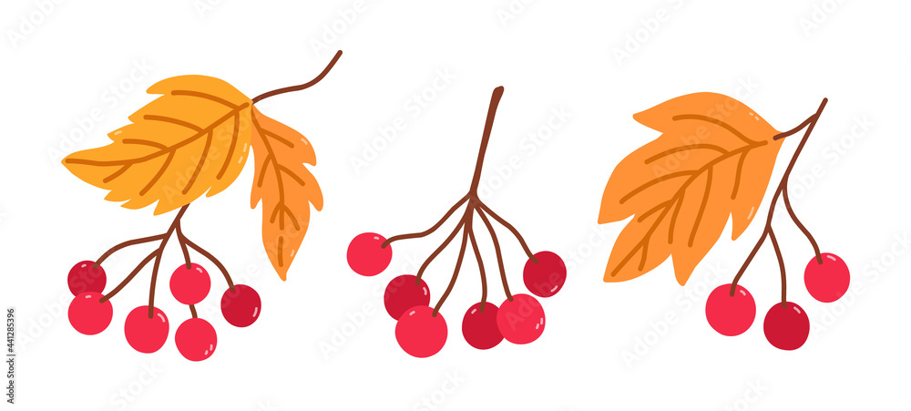 Set of twigs with viburnum berries and yellow leaves isolated on a white background. Vector hand-drawn illustration in cartoon flat style. Perfect for your project, cards, logo, decorations.