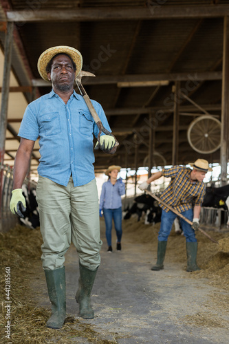 Portrait of cheerful afro american male farmer who is standing at the cow farm