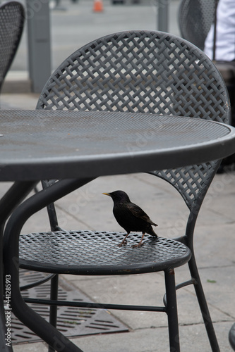 bird waiting for a meal