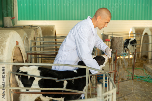 Portrait of confident man veterinarian taking care of calves in cowshed at dairy farm