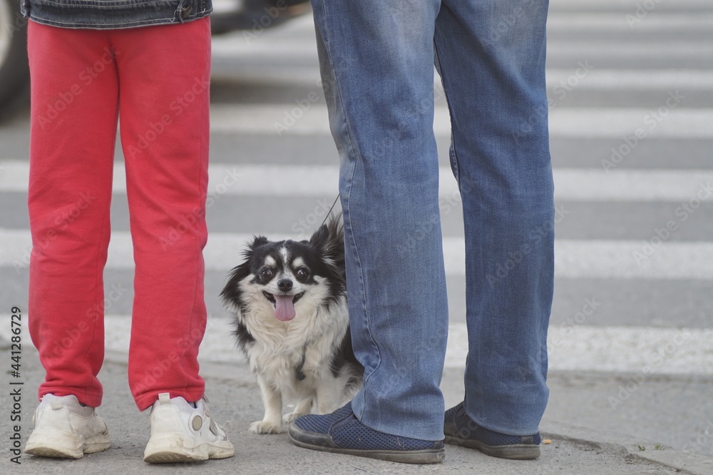 Photo of a Pomeranian dog. The color is black and white. The dog hides behind the owners ' shoes.