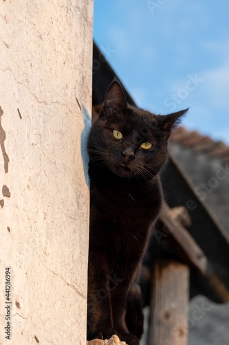 Gorgeous black cat sitting on the corner of a concrete fence against a white wall © ok_fotoday