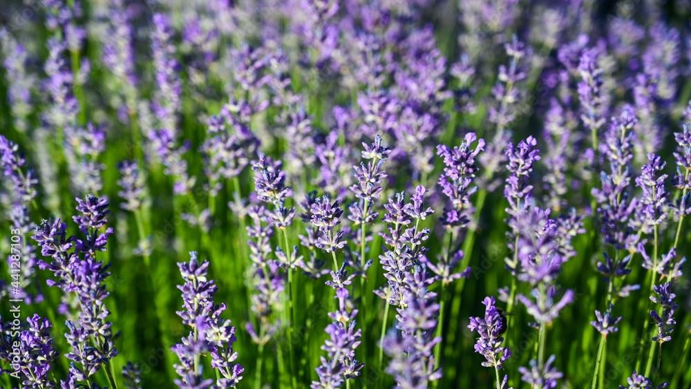 Blooming Lavender plant in garden, close up. Purple flower heads of lavandula growing in the field in nature. Lavender Blossom in spring. Blooming Lavender plant in garden, close up. Purple flower heads of lavandula growing in the field in nature. Lavender Blossom in spring.