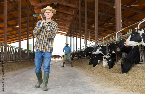 Owner of dairy farm standing on background with cows in stall