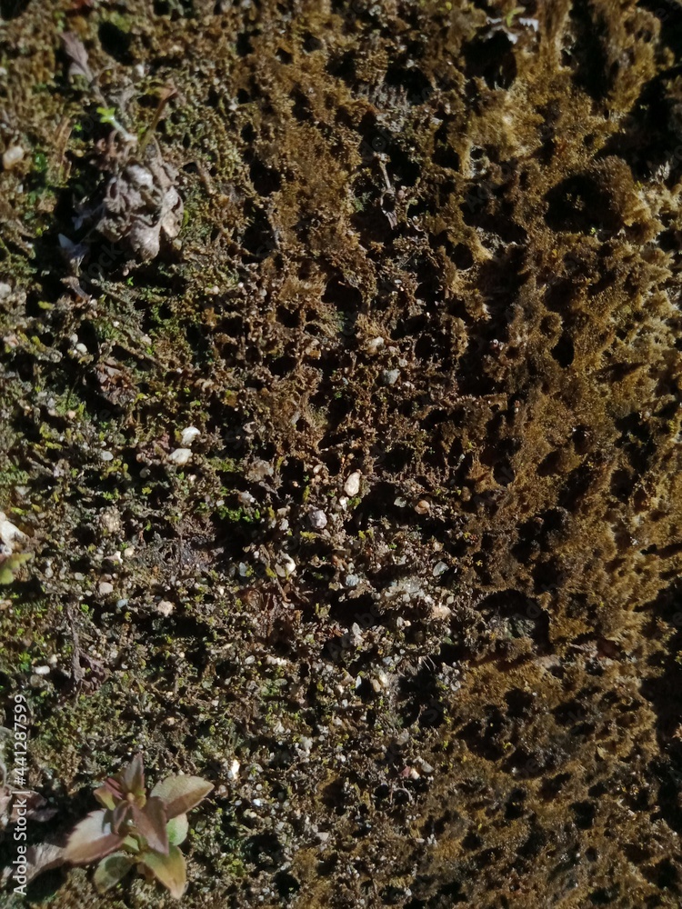 lichen on tree bark lichen on tree bark