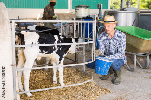 Fotografija Portrait of skilled cow breeder working in cowshed on sunny day, caring for and
