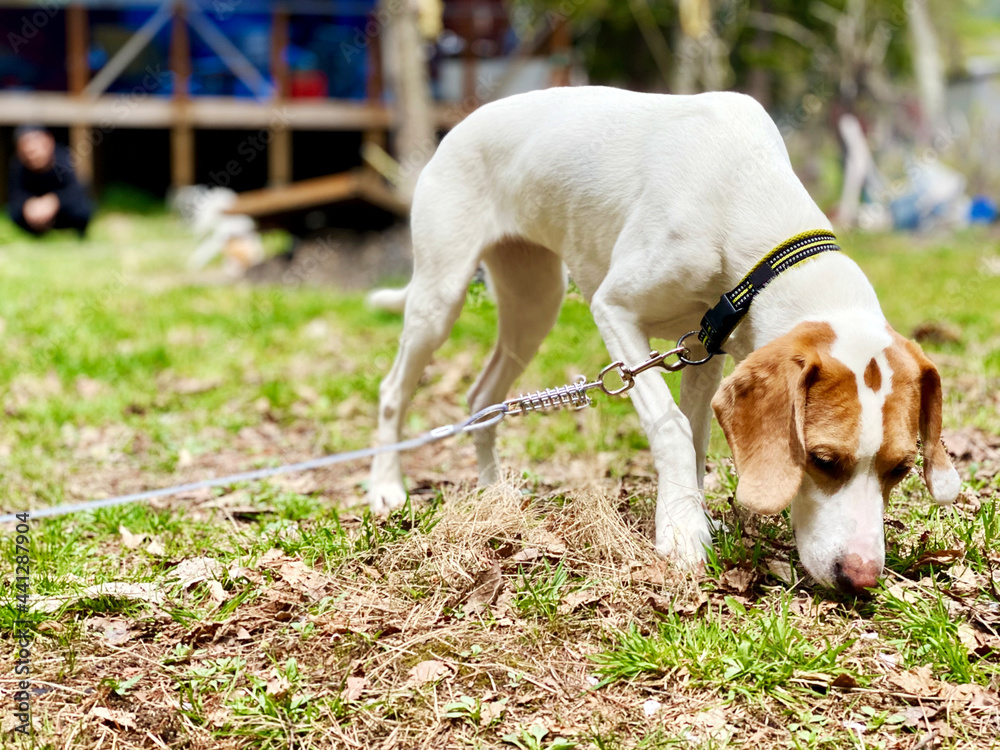 ワイヤーロープにつながれて地面のにおいを嗅ぐ犬 Stock Photo Adobe Stock