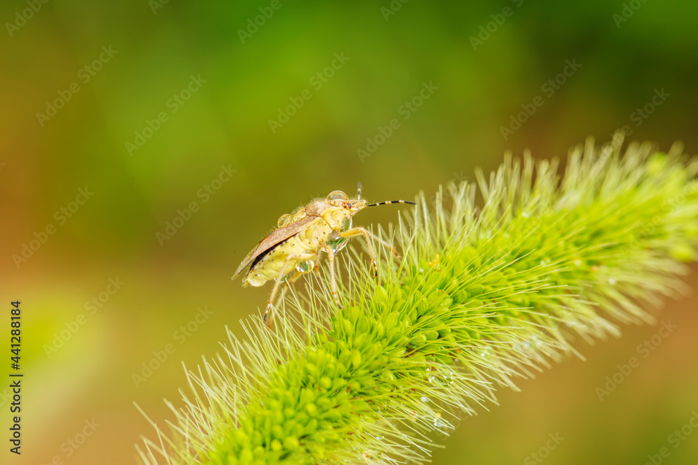 Dolycoris baccarum Linnaeus, sloe bug Dolycoris baccarum Linnaeus, sloe bug