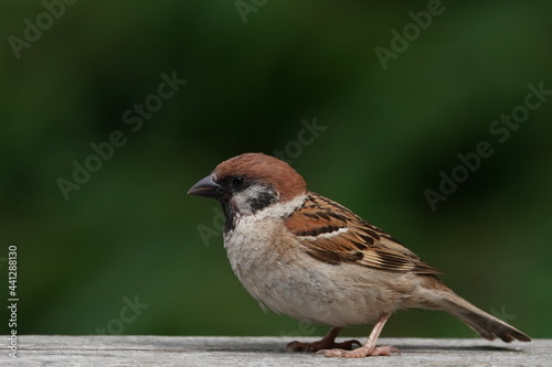 sparrow in the park © Matthewadobe